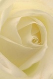 Drawn into the intimate core of a cream-ivory rose, you're enveloped by layers of soft, spiraling petals, as if nestled inside its gentle embrace. The subtle texture suggests the first touch of dew on a calm Rayners Lane morning, while luminous highlights dance across the delicate folds. Gentle shadows enhance the bloom's depth, inviting a quiet contemplation much like a peaceful stroll through Roxbourne Park. This close perspective imparts a sense of solace and grace, qualities that Flowers Rayners Lane infuses into arrangements for sympathy, admiration, or new beginnings. The blossom's barely-there fragrance stirs the air with sweet comfort, while its flawless composition speaks of dedication and artistry by Rayners Lane's local florists. Through every detail, from translucent outer layers to the serene spiral within, this rose captures not only visual beauty but the emotional landscape of Rayners Lane's most meaningful occasions.